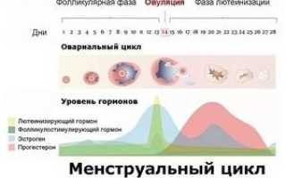 Менструальный цикл: норма, фазы, время менархе и причины нарушений регулярности