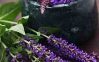 Шалфей для прекращения лактации: полезные рецепты