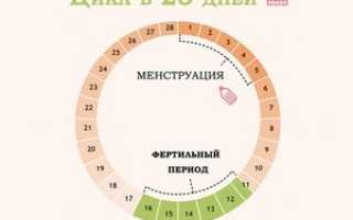 Как правильно считать менструальный цикл: фазы и их продолжительность