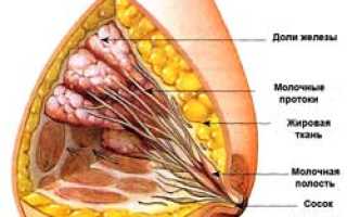 Молочные железы: строение, развитие и их «слабые места»