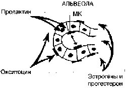 альвеолы молочной железы