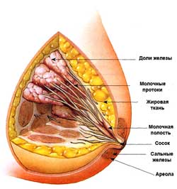 строение молочной железы