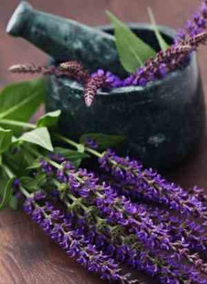 растение для приготовления настоев