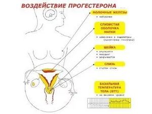 женское тело