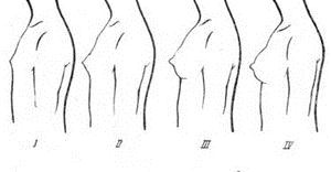 стадии развития молочной железы