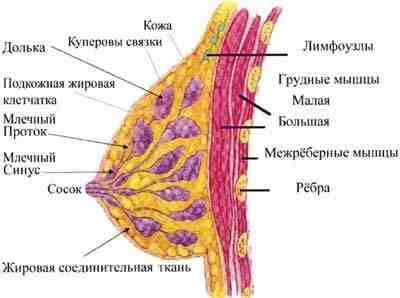 строение молочной железы в норме строение молочной железы в норме