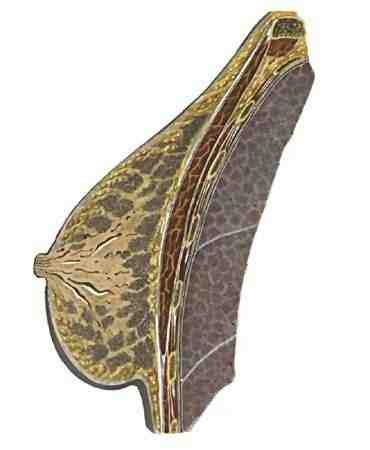 строение молочной железы строение молочной железы