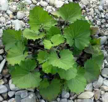 мать и мачеха входит в состав многих сборов трав