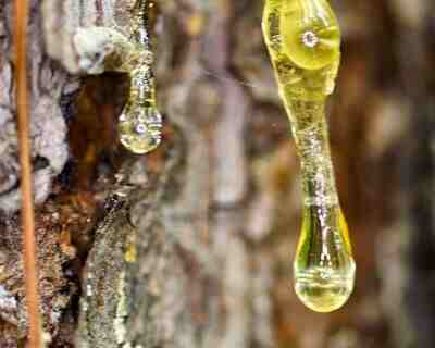 сосновая живица - другое название смолы сосновая живица - другое название смолы