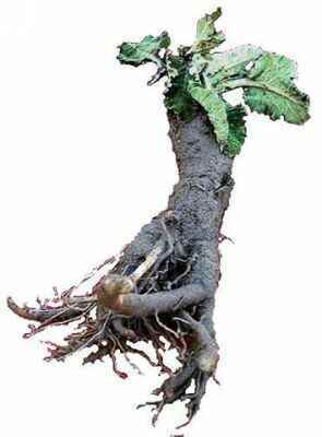 корень лопуха корень лопуха