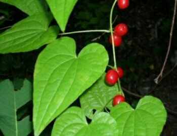 тамус или адамов корень тамус или адамов корень