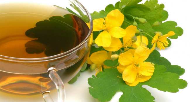 Чистотел помогает устранить признаки трихофитии