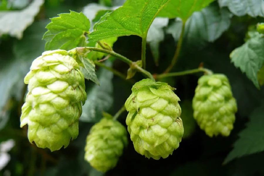 Хмель используется в качестве вспомогательного средства при лечении угревидного сифилида