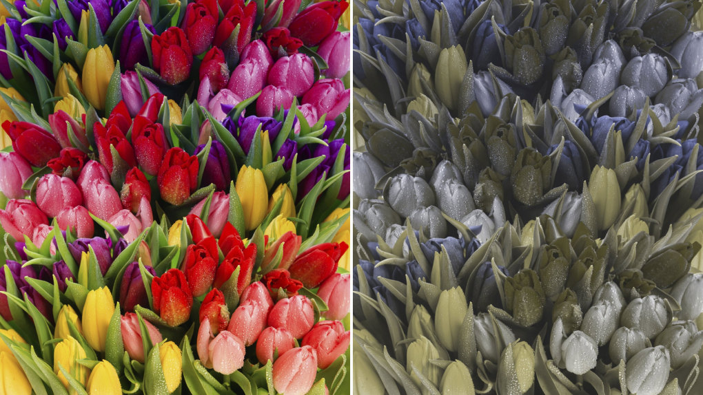 Цветовое восприятие при дейтеранопии.