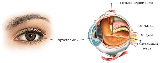 Строение глаза