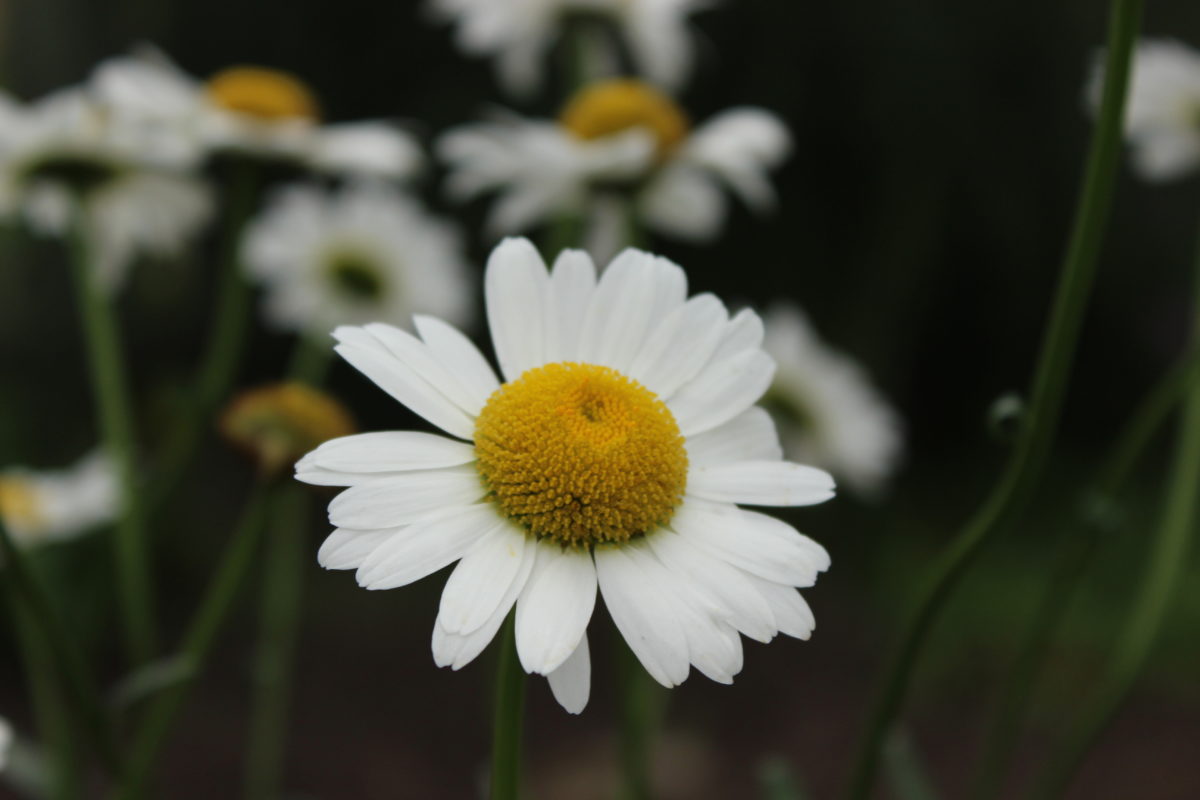 ромашка аптечная