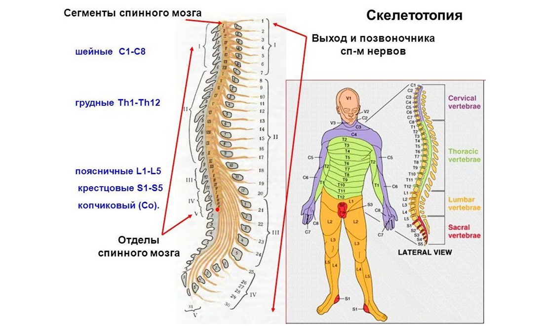 Врожденная гспинномозговая грыжа может формироваться в любом из отделов позвоночника, но наиболее часто подобные новообразования появляются в поясничном отделе