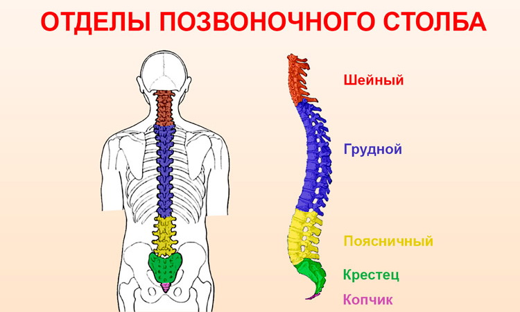 ЛФК после операции грыжи позвоночника в поясничном отделе способствует иммобилизации участка позвоночного столба, подвергшегося хирургическому вмешательству и при этом увеличивает подвижность других частей туловища