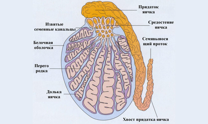 Из-за отсутствия полноценного питания андрогеносекретирующая активность тестикул начинает снижаться, на фоне чего у мужчин возникают проблемы с эрекцией, эякуляцией и сперматогенезом
